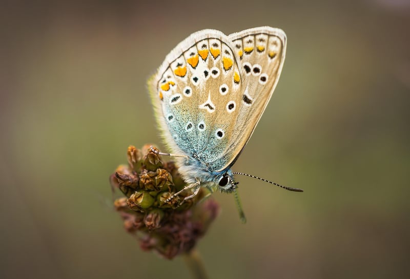 Butterfly Effect Awareness
